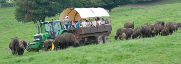 bison-ranch-orchimont-slider-01